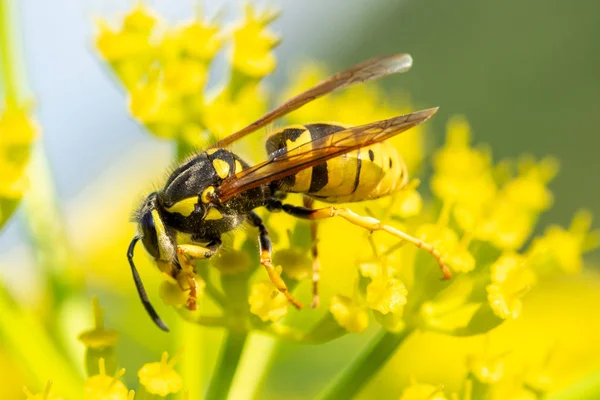 黄色花特写镜头上的昆虫黄蜂 — 图库照片
