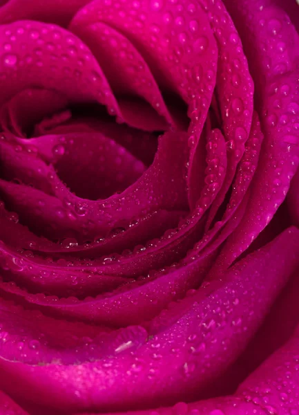 Rudé Růže Květ Zblízka Studio Kapka Vody — Stock fotografie