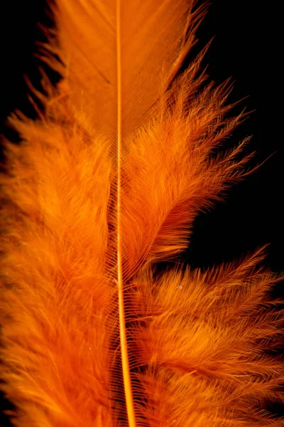 Plumas Color Brillante Primer Plano Como Fondo — Foto de Stock