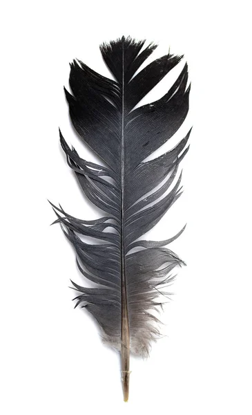 Feather Bird White Background — Stock Photo, Image