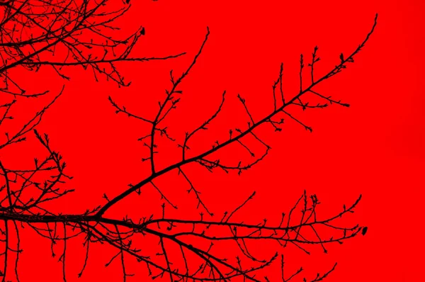 Silhouette Tree Branches Red Background — Stock Photo, Image