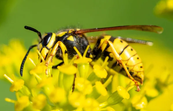 Insektenwespe Auf Einer Gelben Blume Nahaufnahme — Stockfoto