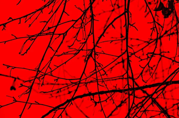 Silhouette Tree Branches Red Background — Stock Photo, Image