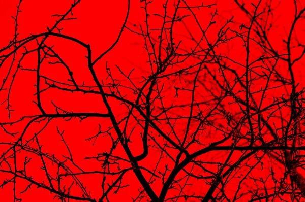 Silhouette Tree Branches Red Background — Stock Photo, Image