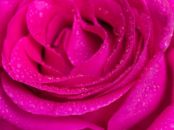 Dieprode Roze Bloem Close Water Drop Studio — Stockfoto