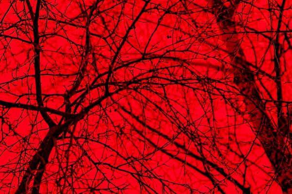 빨간색 배경에 나뭇가지의 실루엣 — 스톡 사진