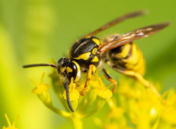 sarı çiçek yakın çekim üzerinde böcek yaban arısı