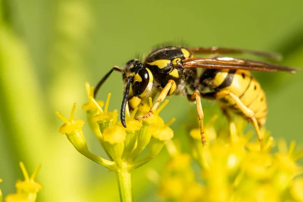 Insect Wasp Een Gele Bloem Close — Stockfoto