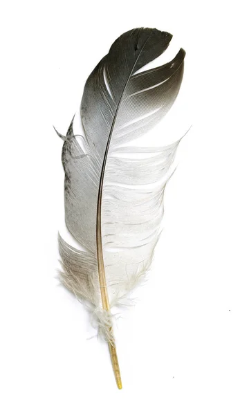 Plume Oiseau Sur Fond Blanc — Photo