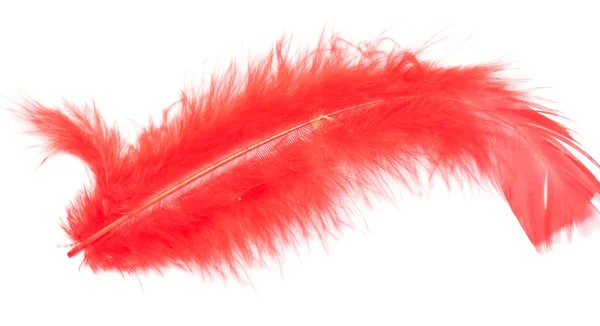 Bright Colored Feathers Close Background — Stock Photo, Image