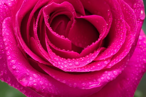 Dieprode Roze Bloem Close Water Drop Studio — Stockfoto