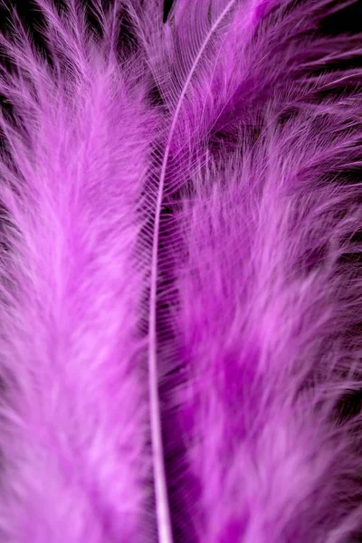 Bright Colored Feathers Close Background — Stock Photo, Image