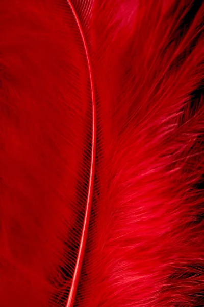 Bright Colored Feathers Close Background — Stock Photo, Image