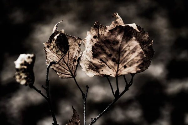 抽象的な乾燥葉アート グランジ背景をクローズ アップ — ストック写真