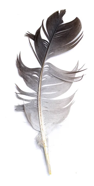 Plume Oiseau Sur Fond Blanc — Photo