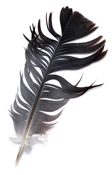 Feather Bird White Background — Stock Photo, Image