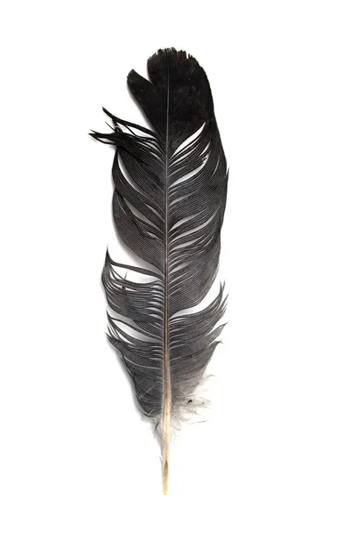 Feather Bird White Background — Stock Photo, Image