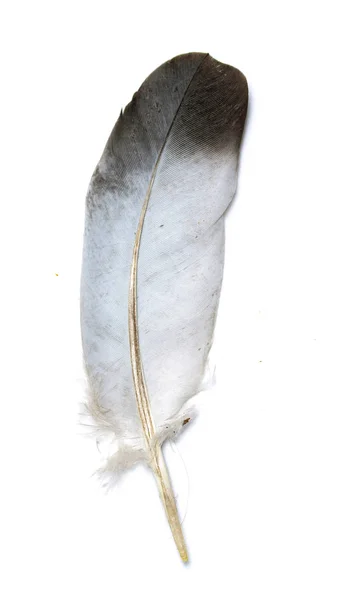 Feather Bird White Background — Stock Photo, Image