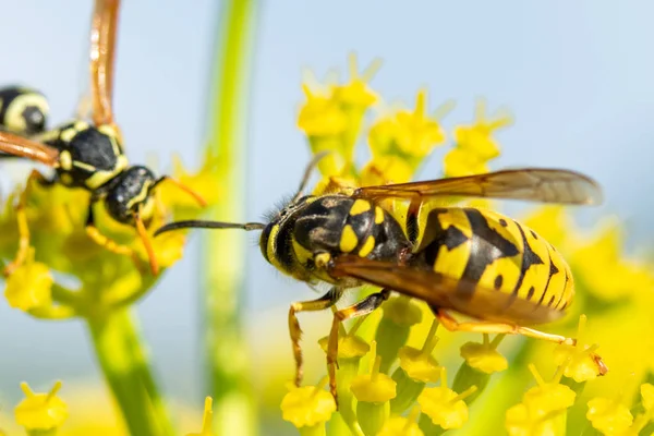 insect wasp on a yellow flower close-up