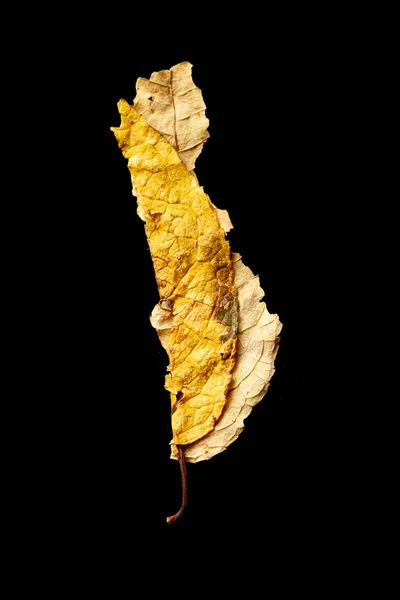 Yellow Dry Leaf Black Background Isolated Abstraction — Stock Photo, Image