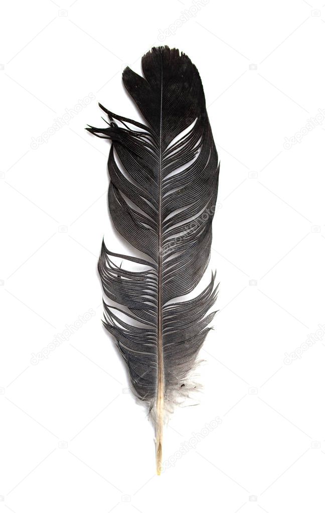 feather of a bird on a white background