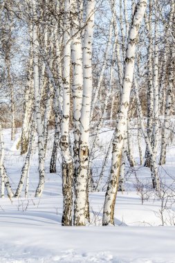 Huş ağaçları kış ormandaki kar kış manzara.
