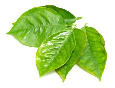 beyaz zemin üzerine yeşil yaprak şube