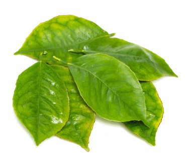 beyaz zemin üzerine yeşil yaprak şube