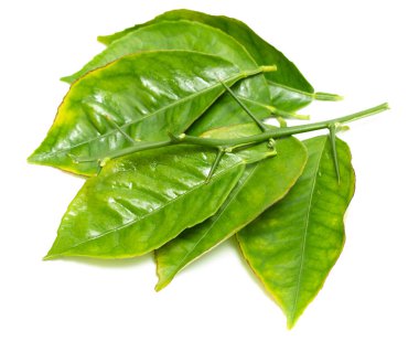 beyaz zemin üzerine yeşil yaprak şube