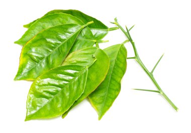 beyaz zemin üzerine yeşil yaprak şube