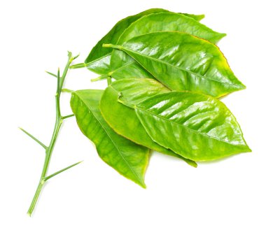 beyaz zemin üzerine yeşil yaprak şube