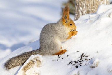 Kızıl sincap kışın orman yakın çekim.
