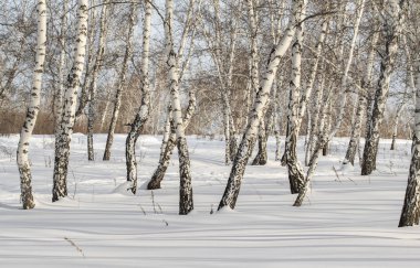 Huş ağaçları kış ormandaki kar kış manzara.