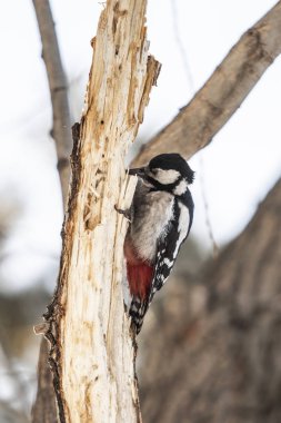 Kızıl başlı ağaçkakan kuş portre