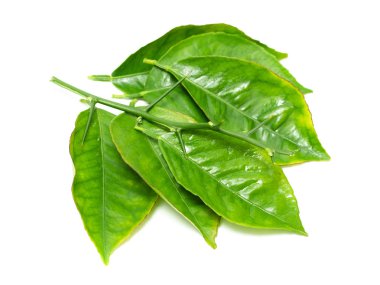 beyaz zemin üzerine yeşil yaprak şube