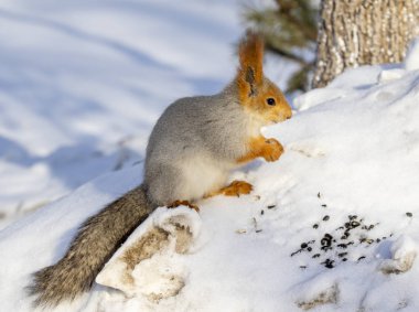 Kızıl sincap kışın orman yakın çekim.