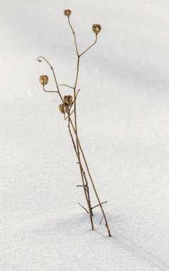 Kar altından kuru ot bush, kar kış manzara.