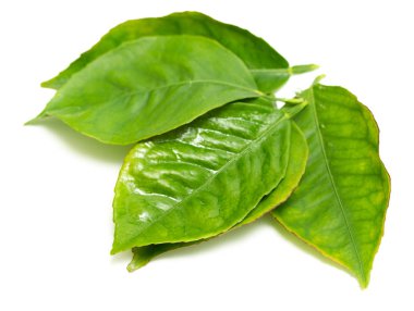 beyaz zemin üzerine yeşil yaprak şube