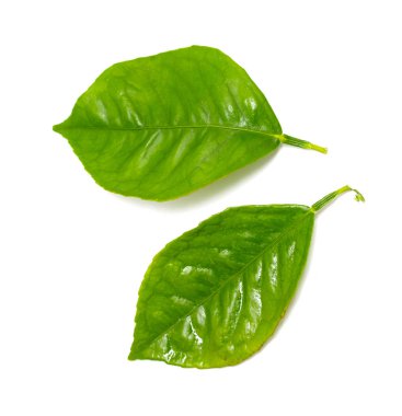 beyaz zemin üzerine yeşil yaprak şube