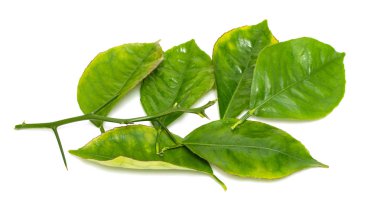 beyaz zemin üzerine yeşil yaprak şube