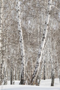 Huş ağaçları kış ormandaki kar kış manzara.