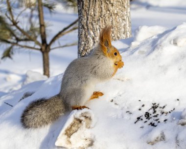 Kızıl sincap kışın orman yakın çekim.