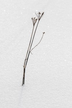 Kar altından kuru ot bush, kar kış manzara.