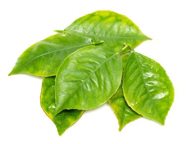 beyaz zemin üzerine yeşil yaprak şube