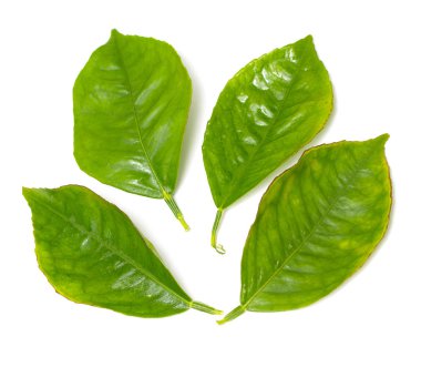 beyaz zemin üzerine yeşil yaprak şube