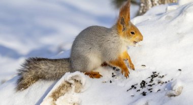Kızıl sincap kışın orman yakın çekim.