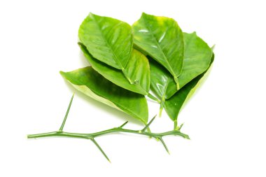 beyaz zemin üzerine yeşil yaprak şube