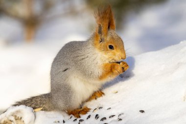 Kızıl sincap kışın orman yakın çekim.