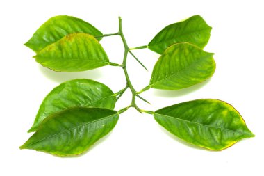 beyaz zemin üzerine yeşil yaprak şube