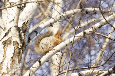 Kızıl sincap kışın orman yakın çekim.
